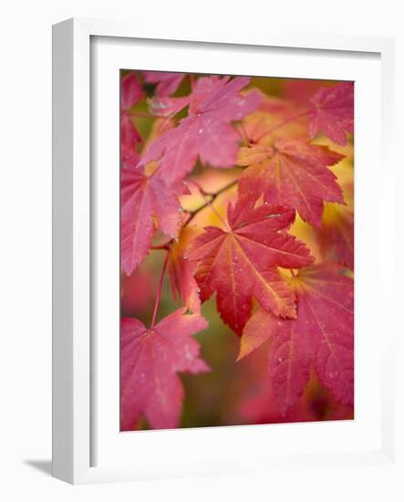 Image of Maple Tree in Fall.-Justin Bailie-Framed Photographic Print