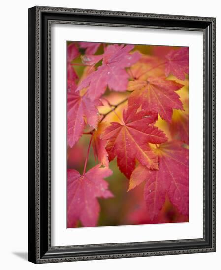 Image of Maple Tree in Fall.-Justin Bailie-Framed Photographic Print