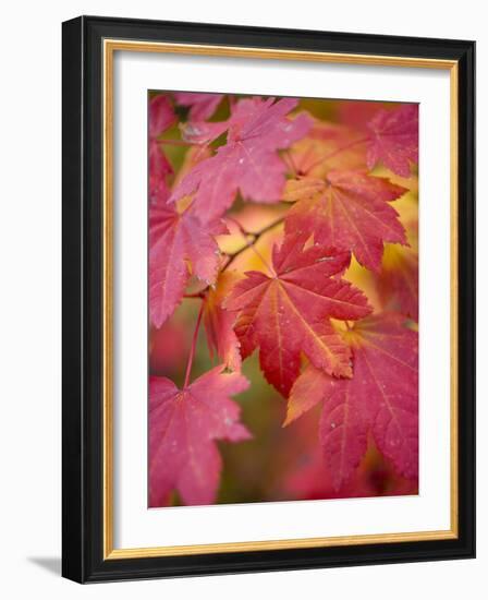 Image of Maple Tree in Fall.-Justin Bailie-Framed Photographic Print