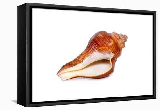 Image of Pugilina Cochlidium (Spiral Melongena) on a White Background. Red Sea Snail. Undersea Anim-yod67-Framed Premier Image Canvas