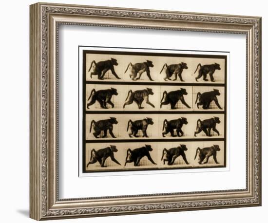 Image Sequence of a Baboon Running, 'Animal Locomotion' Series, C.1887-Eadweard Muybridge-Framed Giclee Print