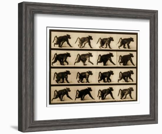 Image Sequence of a Baboon Running, 'Animal Locomotion' Series, C.1887-Eadweard Muybridge-Framed Giclee Print