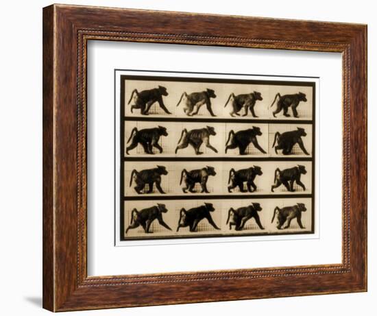 Image Sequence of a Baboon Running, 'Animal Locomotion' Series, C.1887-Eadweard Muybridge-Framed Giclee Print