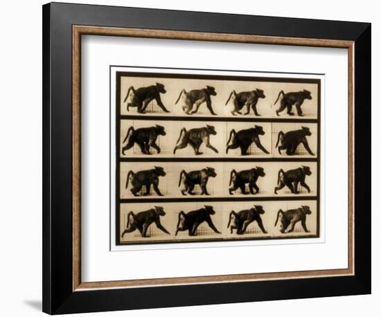 Image Sequence of a Baboon Running, 'Animal Locomotion' Series, C.1887-Eadweard Muybridge-Framed Giclee Print