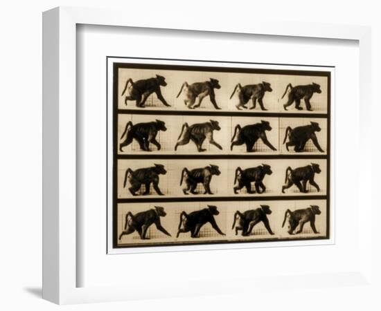 Image Sequence of a Baboon Running, 'Animal Locomotion' Series, C.1887-Eadweard Muybridge-Framed Giclee Print