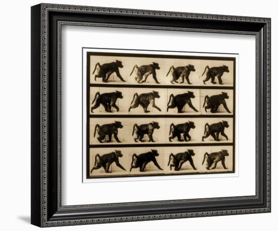 Image Sequence of a Baboon Running, 'Animal Locomotion' Series, C.1887-Eadweard Muybridge-Framed Giclee Print