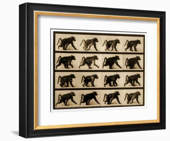 Image Sequence of a Baboon Running, 'Animal Locomotion' Series, C.1887-Eadweard Muybridge-Framed Giclee Print