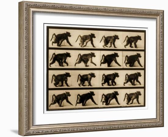 Image Sequence of a Baboon Running, 'Animal Locomotion' Series, C.1887-Eadweard Muybridge-Framed Giclee Print