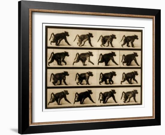 Image Sequence of a Baboon Running, 'Animal Locomotion' Series, C.1887-Eadweard Muybridge-Framed Giclee Print