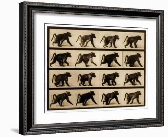 Image Sequence of a Baboon Running, 'Animal Locomotion' Series, C.1887-Eadweard Muybridge-Framed Giclee Print