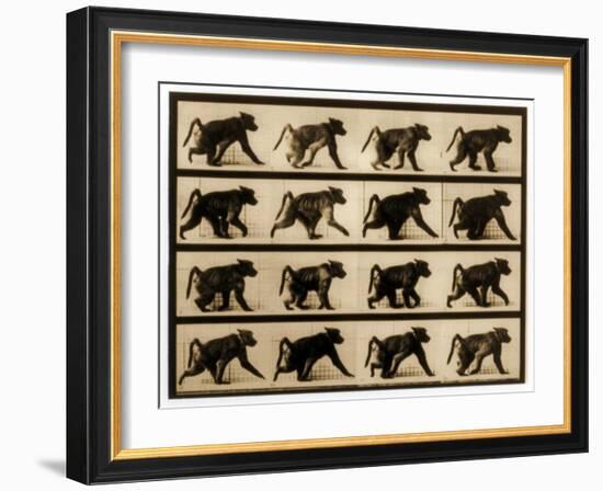 Image Sequence of a Baboon Running, 'Animal Locomotion' Series, C.1887-Eadweard Muybridge-Framed Giclee Print