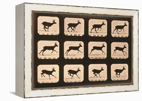 Image Sequence of a Deer Running, 'Animal Locomotion' Series, C.1881-Eadweard Muybridge-Framed Premier Image Canvas