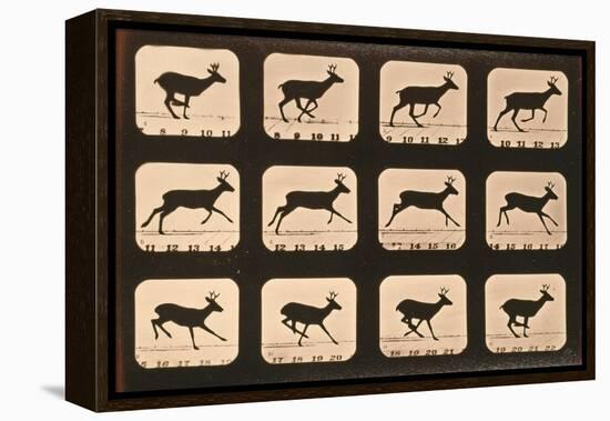 Image Sequence of a Deer Running, 'Animal Locomotion' Series, C.1881-Eadweard Muybridge-Framed Premier Image Canvas