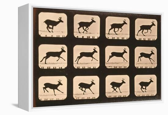 Image Sequence of a Deer Running, 'Animal Locomotion' Series, C.1881-Eadweard Muybridge-Framed Premier Image Canvas