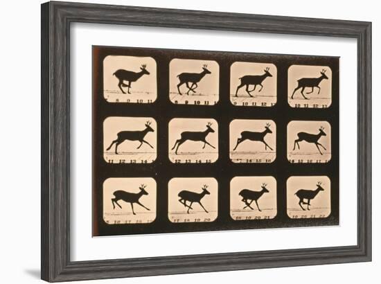 Image Sequence of a Deer Running, 'Animal Locomotion' Series, C.1881-Eadweard Muybridge-Framed Giclee Print