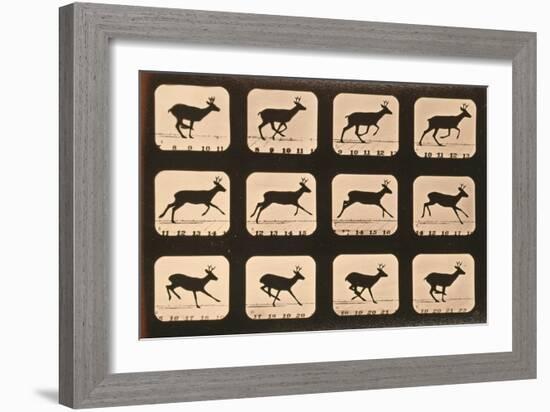 Image Sequence of a Deer Running, 'Animal Locomotion' Series, C.1881-Eadweard Muybridge-Framed Giclee Print