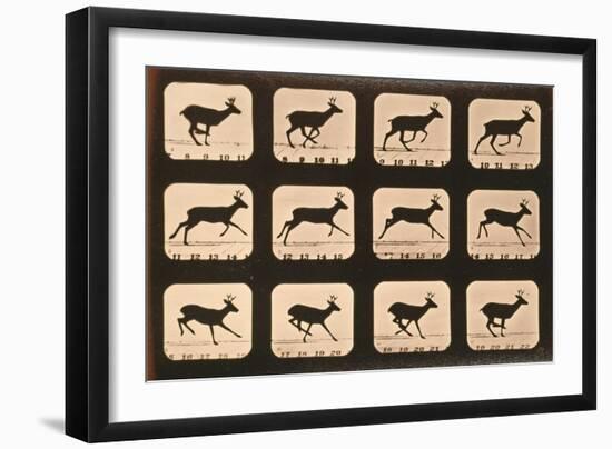 Image Sequence of a Deer Running, 'Animal Locomotion' Series, C.1881-Eadweard Muybridge-Framed Giclee Print