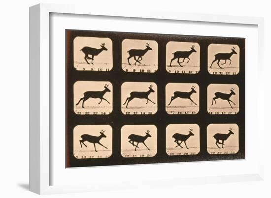Image Sequence of a Deer Running, 'Animal Locomotion' Series, C.1881-Eadweard Muybridge-Framed Giclee Print