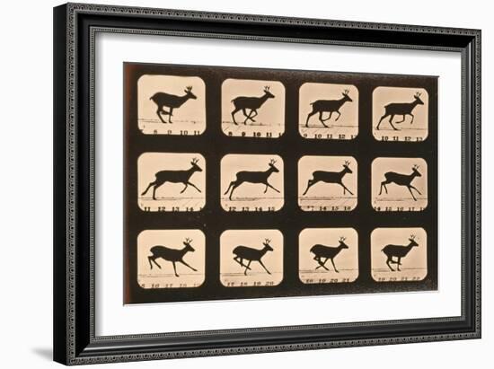 Image Sequence of a Deer Running, 'Animal Locomotion' Series, C.1881-Eadweard Muybridge-Framed Giclee Print