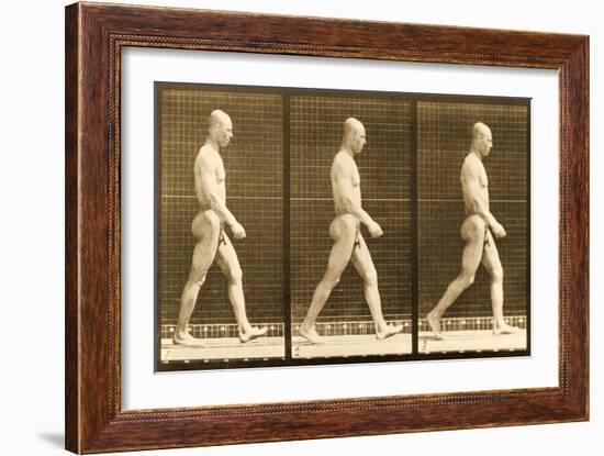 Image Sequence of a Nude Man Walking, 'Animal Locomotion' Series, C.1881-Eadweard Muybridge-Framed Giclee Print