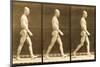 Image Sequence of a Nude Man Walking, 'Animal Locomotion' Series, C.1881-Eadweard Muybridge-Mounted Giclee Print