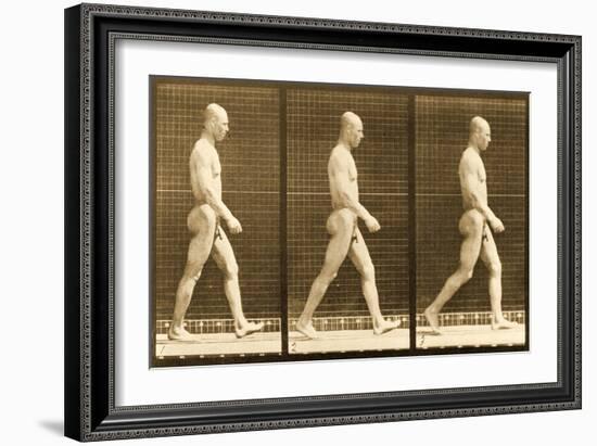 Image Sequence of a Nude Man Walking, 'Animal Locomotion' Series, C.1881-Eadweard Muybridge-Framed Giclee Print