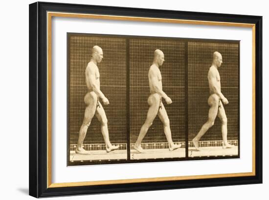 Image Sequence of a Nude Man Walking, 'Animal Locomotion' Series, C.1881-Eadweard Muybridge-Framed Giclee Print