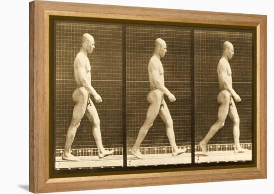 Image Sequence of a Nude Man Walking, 'Animal Locomotion' Series, C.1881-Eadweard Muybridge-Framed Premier Image Canvas