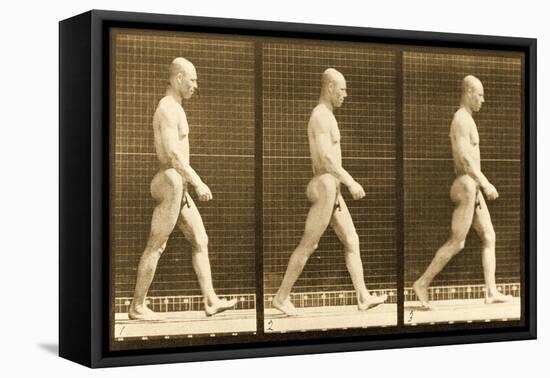 Image Sequence of a Nude Man Walking, 'Animal Locomotion' Series, C.1881-Eadweard Muybridge-Framed Premier Image Canvas