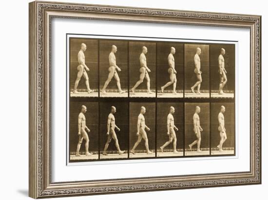 Image Sequence of a Nude Man Walking, 'Animal Locomotion' Series, C.1881-Eadweard Muybridge-Framed Giclee Print