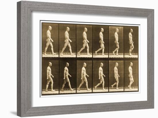 Image Sequence of a Nude Man Walking, 'Animal Locomotion' Series, C.1881-Eadweard Muybridge-Framed Giclee Print