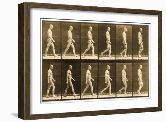 Image Sequence of a Nude Man Walking, 'Animal Locomotion' Series, C.1881-Eadweard Muybridge-Framed Giclee Print