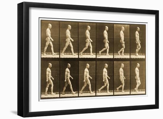 Image Sequence of a Nude Man Walking, 'Animal Locomotion' Series, C.1881-Eadweard Muybridge-Framed Giclee Print