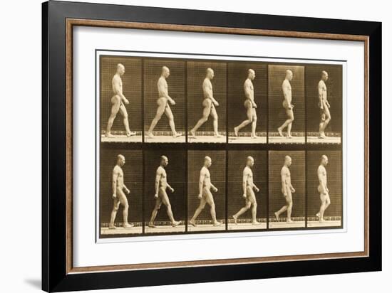 Image Sequence of a Nude Man Walking, 'Animal Locomotion' Series, C.1881-Eadweard Muybridge-Framed Giclee Print
