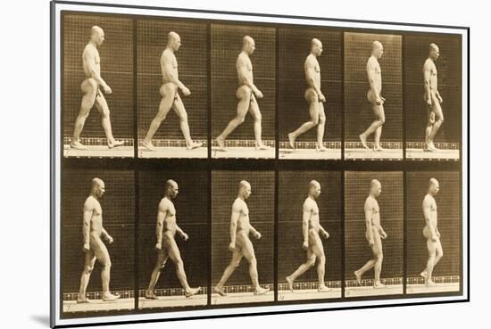 Image Sequence of a Nude Man Walking, 'Animal Locomotion' Series, C.1881-Eadweard Muybridge-Mounted Giclee Print