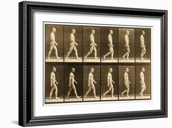 Image Sequence of a Nude Man Walking, 'Animal Locomotion' Series, C.1881-Eadweard Muybridge-Framed Giclee Print