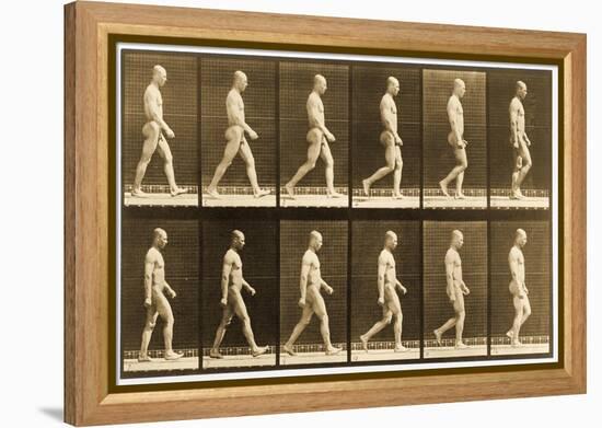 Image Sequence of a Nude Man Walking, 'Animal Locomotion' Series, C.1881-Eadweard Muybridge-Framed Premier Image Canvas