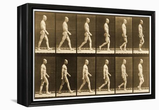 Image Sequence of a Nude Man Walking, 'Animal Locomotion' Series, C.1881-Eadweard Muybridge-Framed Premier Image Canvas