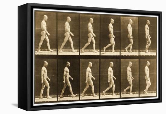 Image Sequence of a Nude Man Walking, 'Animal Locomotion' Series, C.1881-Eadweard Muybridge-Framed Premier Image Canvas