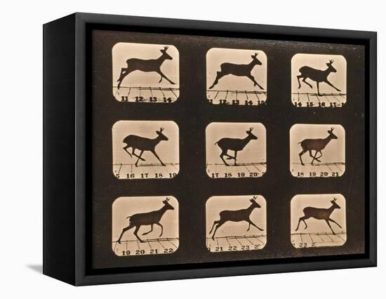 Image Sequence of a Running Deer, 'Animal Locomotion' Series, C.1881-Eadweard Muybridge-Framed Premier Image Canvas