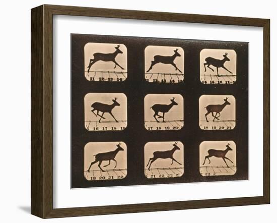 Image Sequence of a Running Deer, 'Animal Locomotion' Series, C.1881-Eadweard Muybridge-Framed Giclee Print