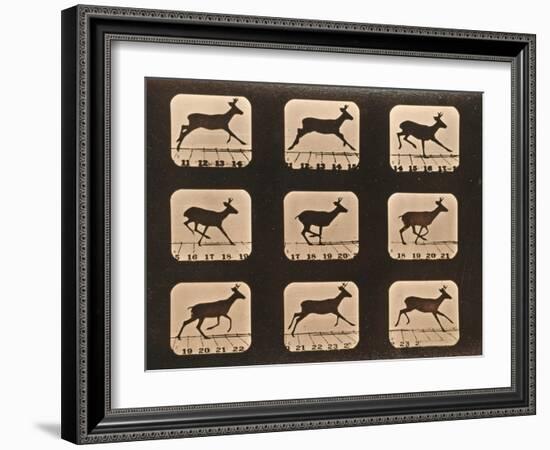 Image Sequence of a Running Deer, 'Animal Locomotion' Series, C.1881-Eadweard Muybridge-Framed Giclee Print