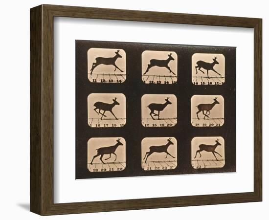 Image Sequence of a Running Deer, 'Animal Locomotion' Series, C.1881-Eadweard Muybridge-Framed Giclee Print