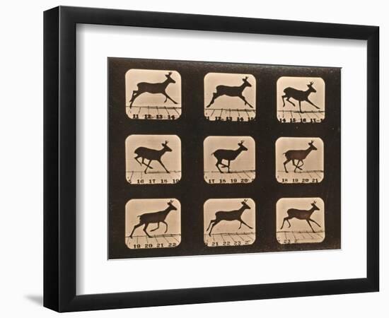 Image Sequence of a Running Deer, 'Animal Locomotion' Series, C.1881-Eadweard Muybridge-Framed Giclee Print