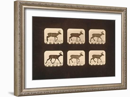 Image Sequence of a Trotting Deer, 'Animal Locomotion' Series, C.1881-Eadweard Muybridge-Framed Giclee Print