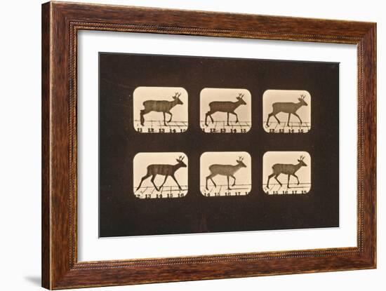 Image Sequence of a Trotting Deer, 'Animal Locomotion' Series, C.1881-Eadweard Muybridge-Framed Giclee Print