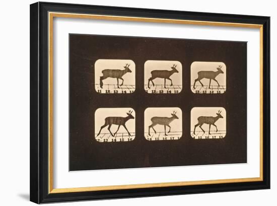 Image Sequence of a Trotting Deer, 'Animal Locomotion' Series, C.1881-Eadweard Muybridge-Framed Giclee Print