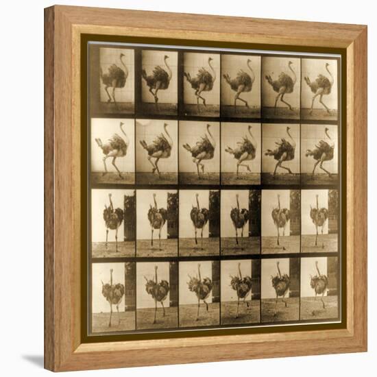 Image Sequence of an Ostrich Running, 'Animal Locomotion' Series, C.1887-Eadweard Muybridge-Framed Premier Image Canvas