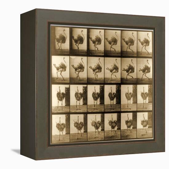 Image Sequence of an Ostrich Running, 'Animal Locomotion' Series, C.1887-Eadweard Muybridge-Framed Premier Image Canvas