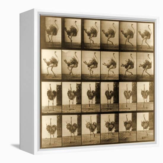 Image Sequence of an Ostrich Running, 'Animal Locomotion' Series, C.1887-Eadweard Muybridge-Framed Premier Image Canvas